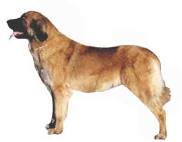 LEONBERGER 